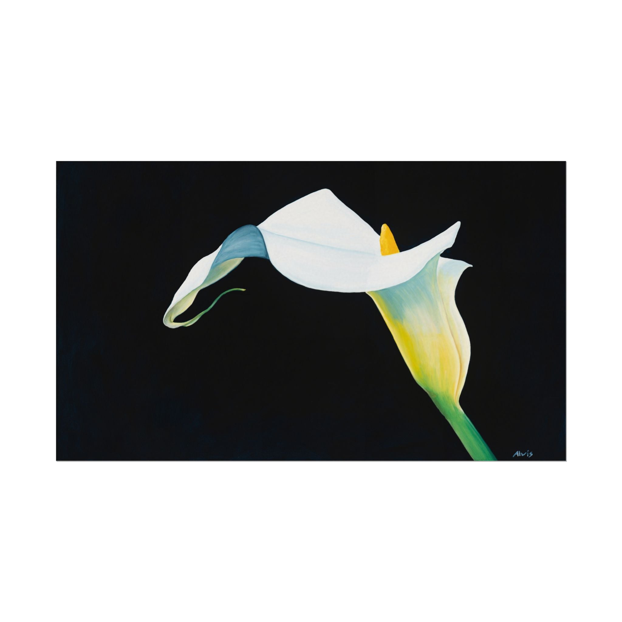 Elegant Calla Lily — Watercolor Paper