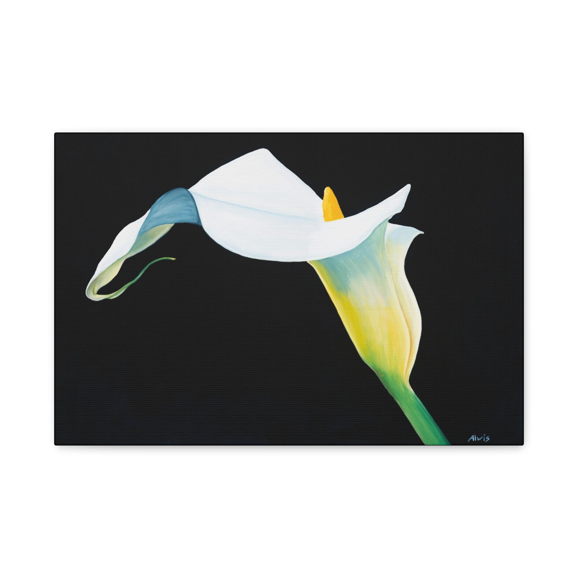 Elegant Calla Lily — Stretched Canvas