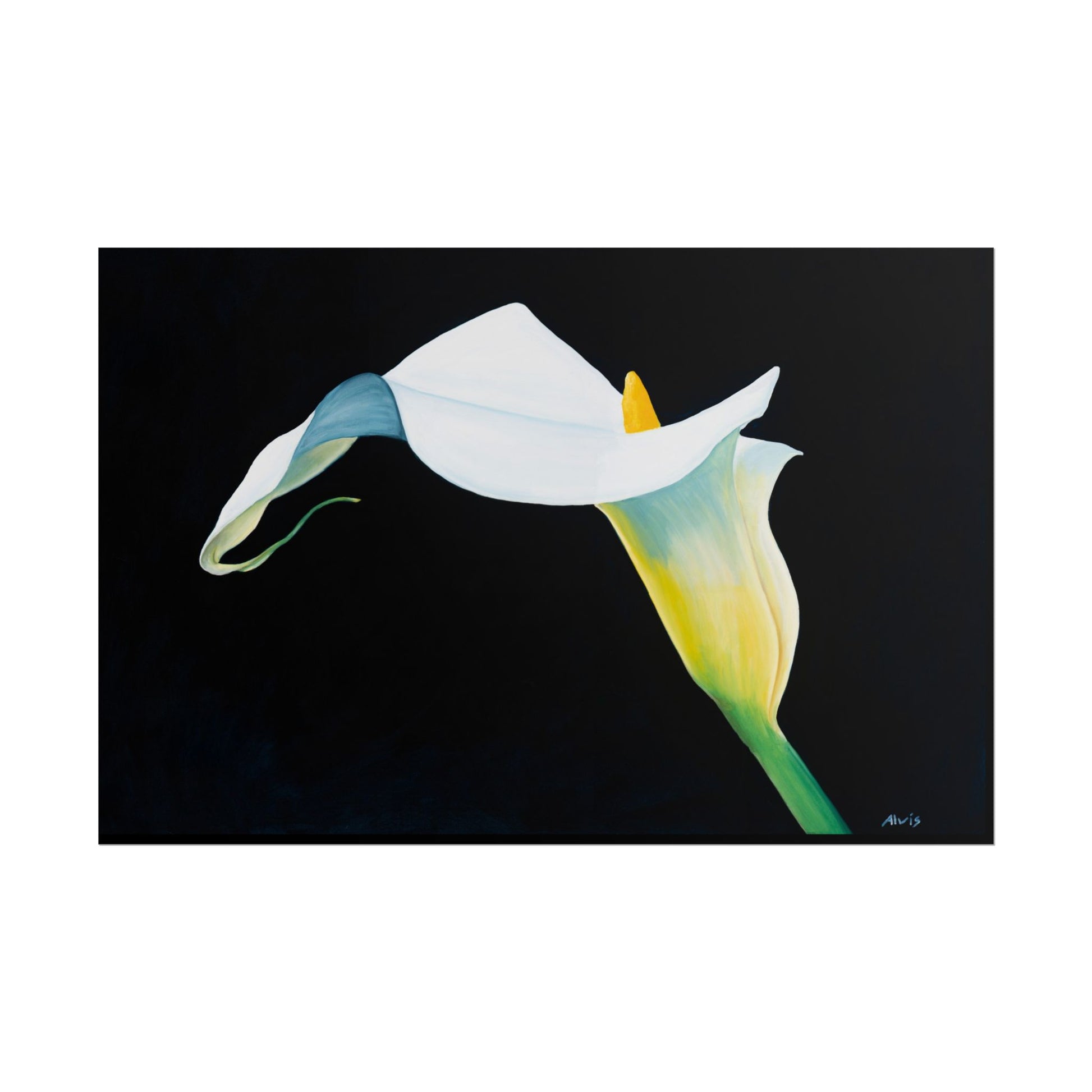Elegant Calla Lily — Rolled Poster