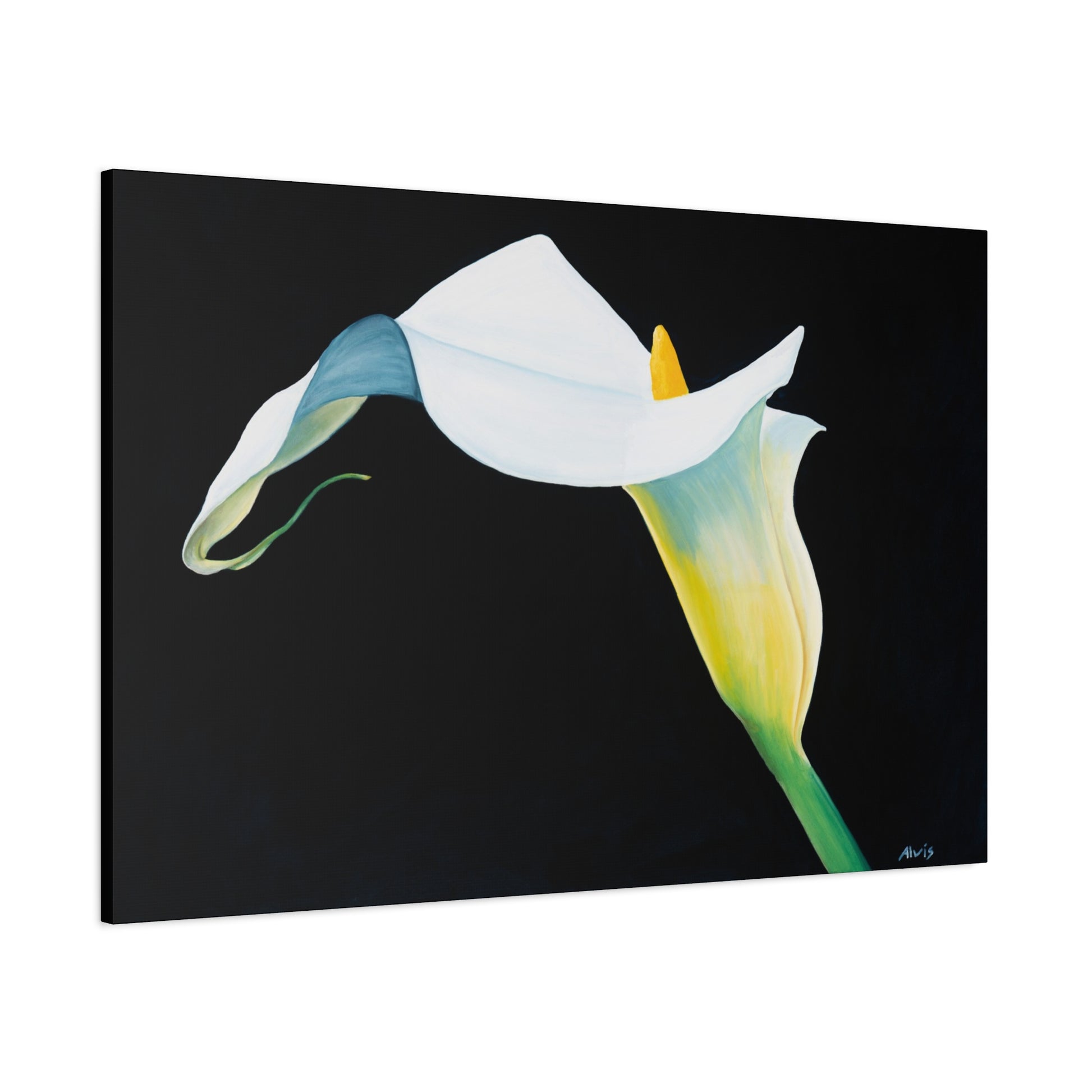 Elegant Calla Lily — Stretched Canvas